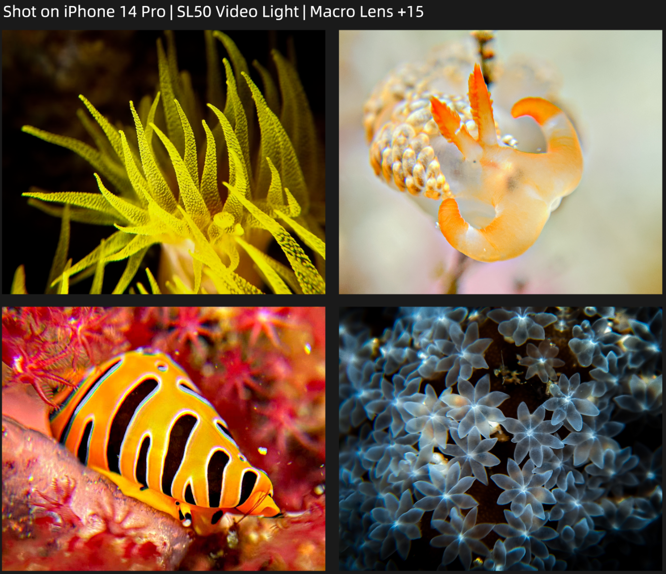 Close-up Lens+15 ‐ マクロレンズ+15